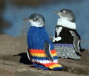 tasmania penguins